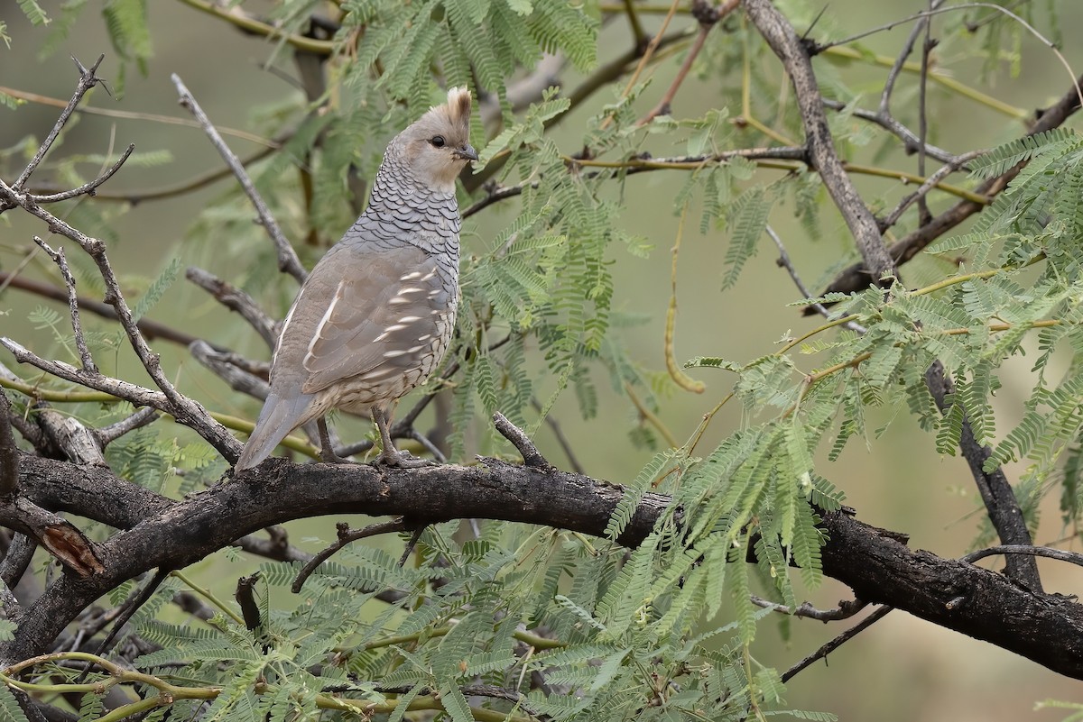 Scaled Quail - ML646821004