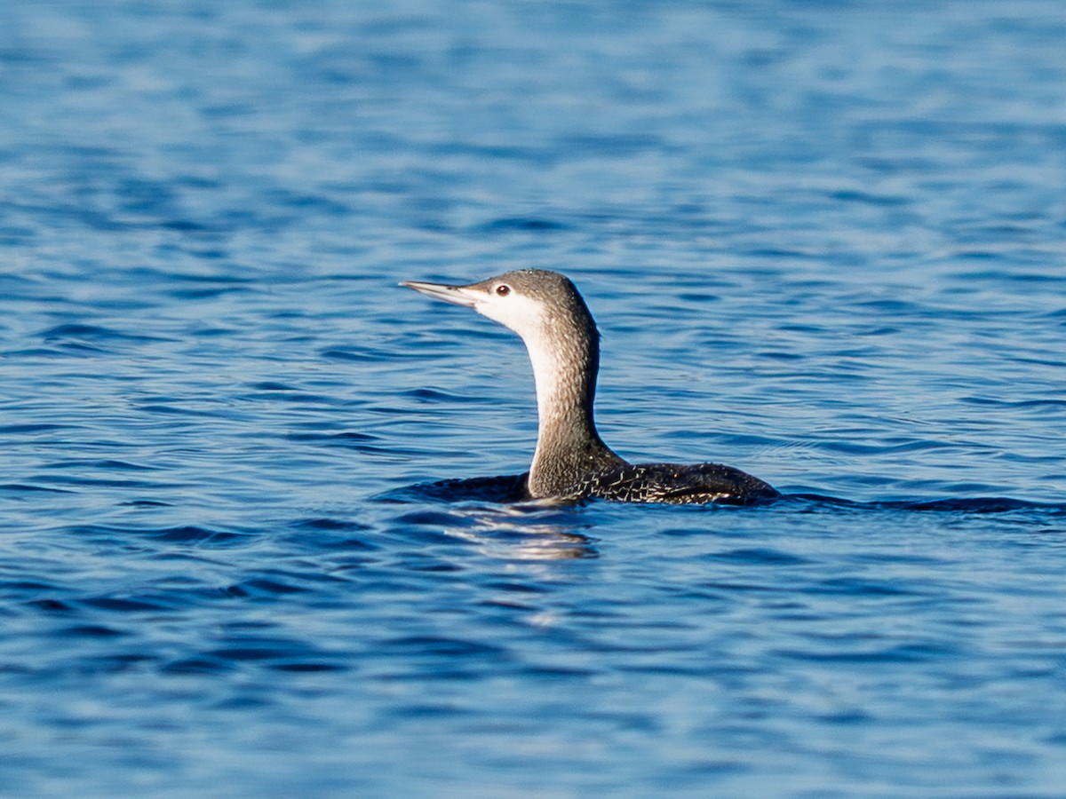 potáplice malá - ML646821006