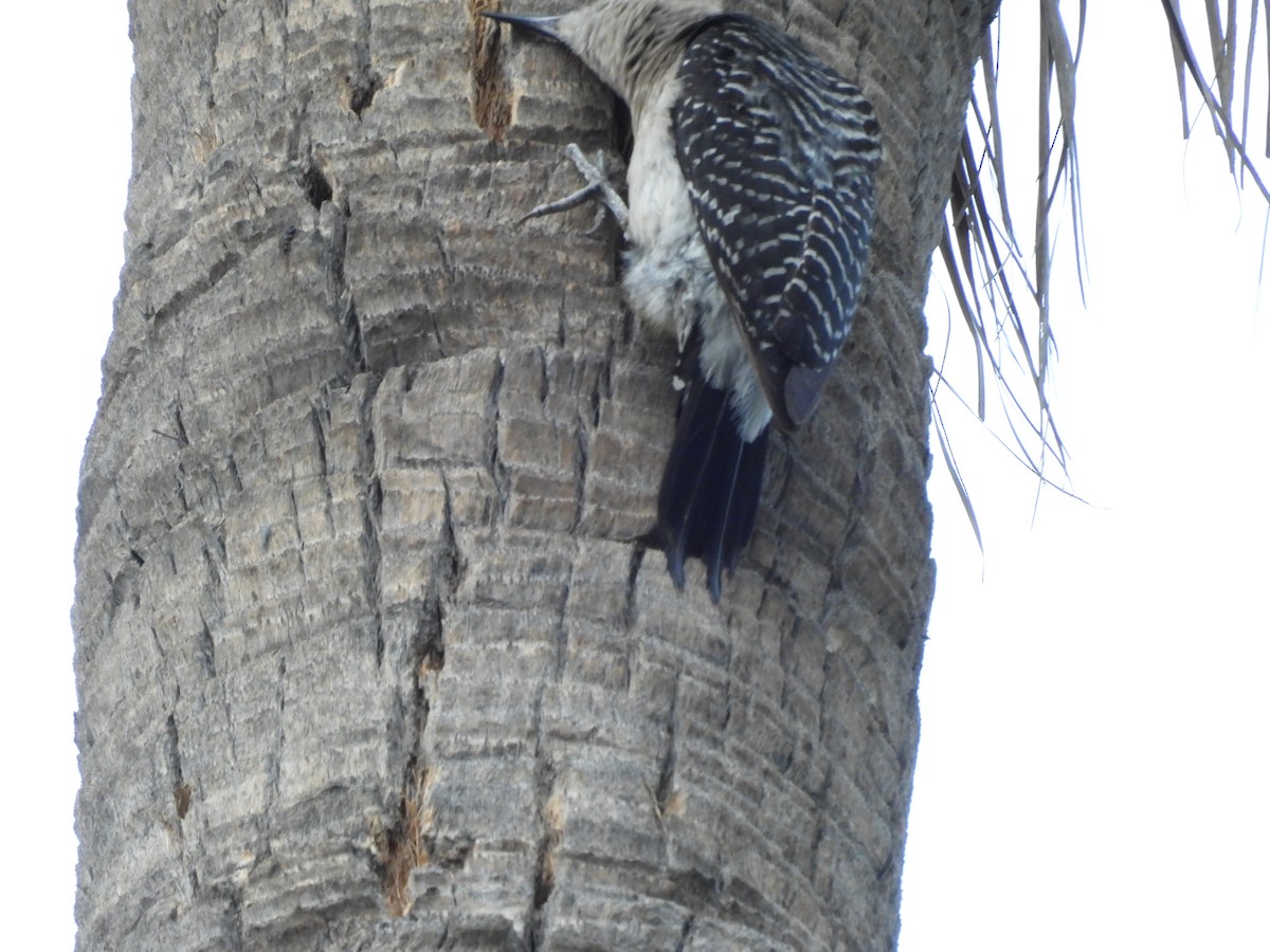 Golden-fronted Woodpecker - ML646821007
