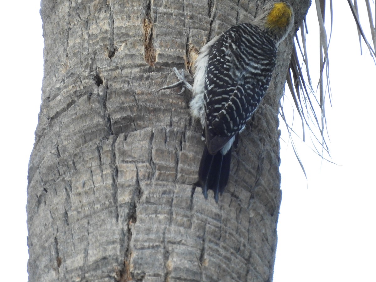 Golden-fronted Woodpecker - ML646821008