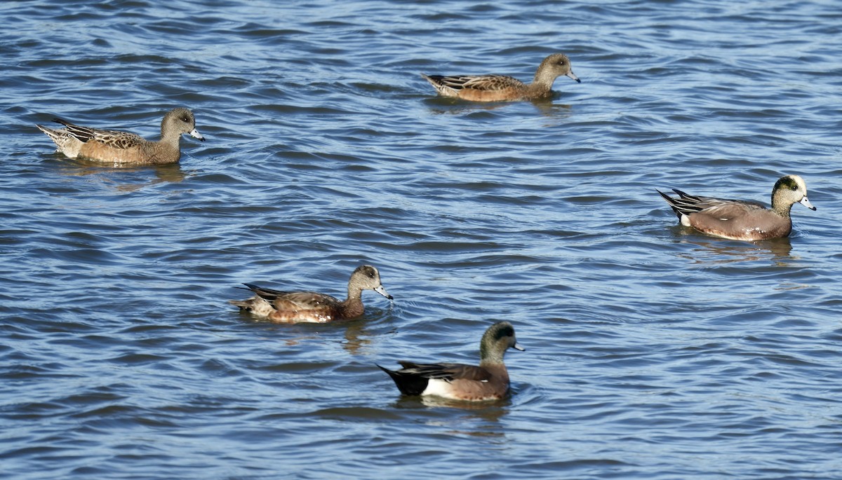 Amerika Fiyusu - ML646821010