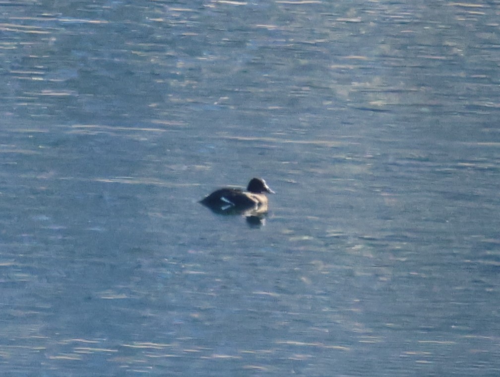 White-winged Scoter - ML646821011