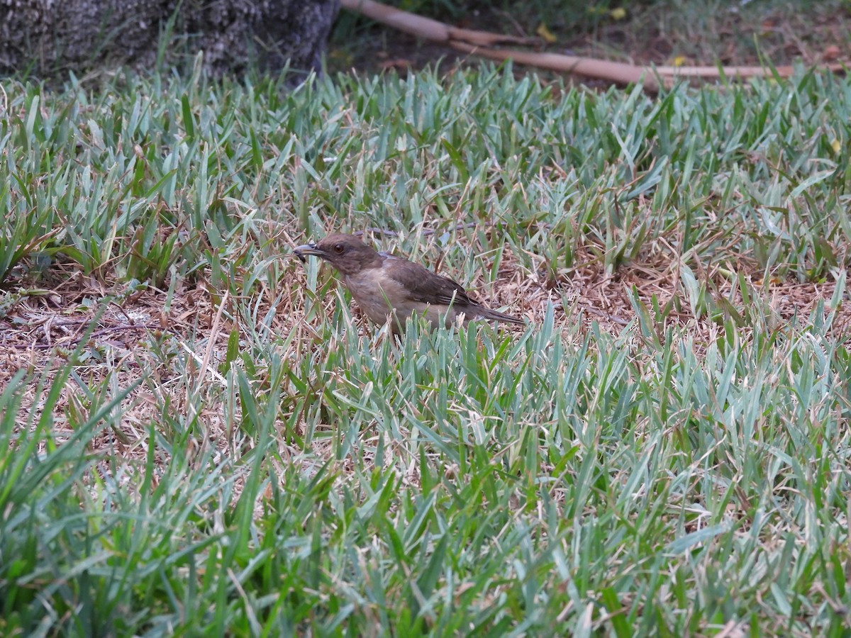 Merle fauve - ML646821012