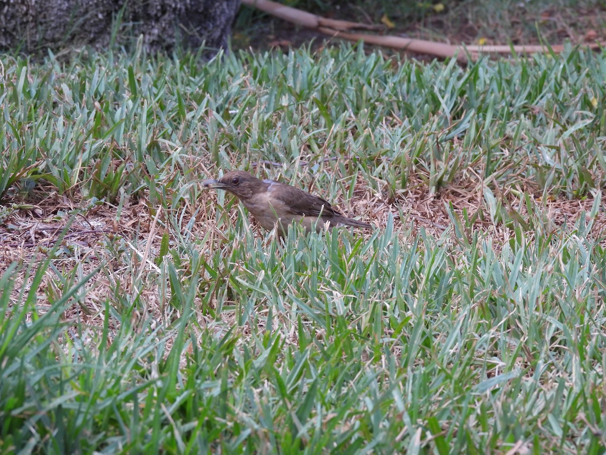 Merle fauve - ML646821013