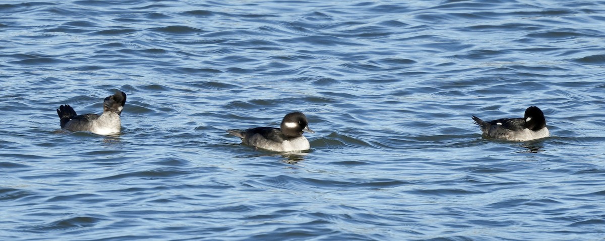 Ak Yanaklı Ördek - ML646821016