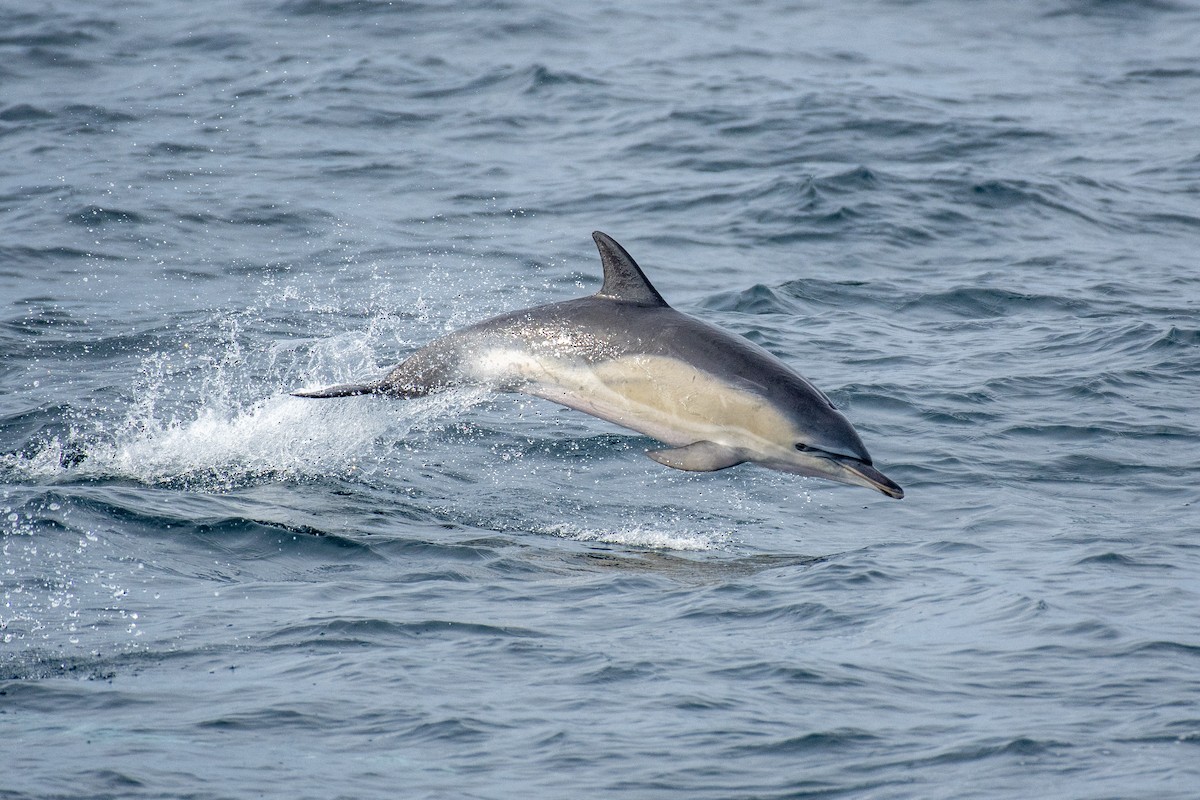 Common Dolphin - ML646821019