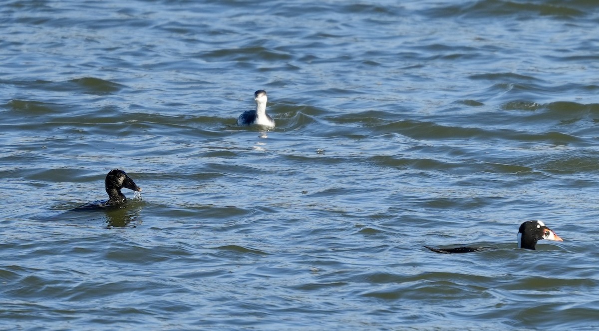 Yamalı Ördek - ML646821022