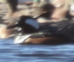 Крех жовтоокий - ML646821023