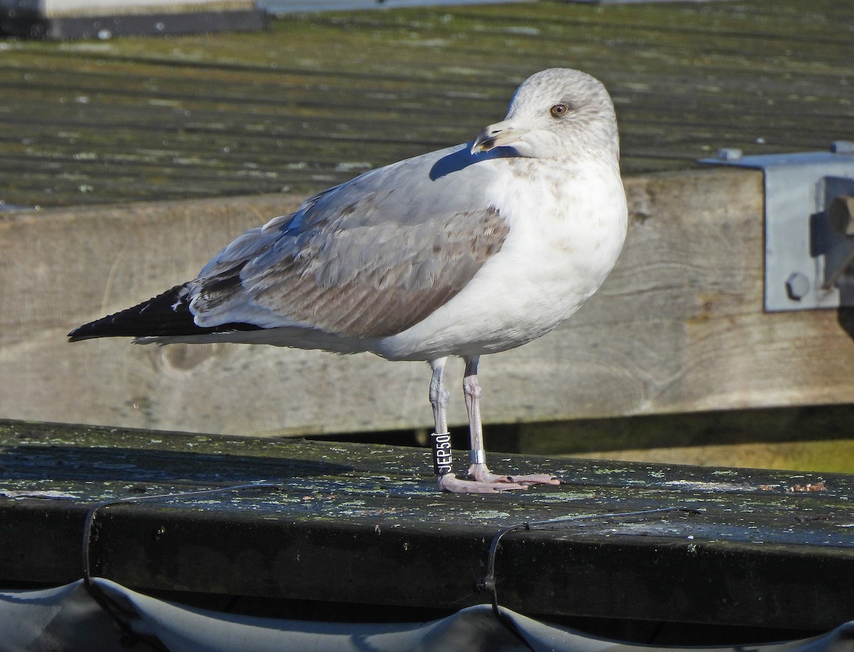 American Herring Gull - ML646821026