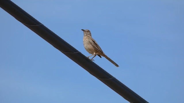 drozdec sonorský - ML646821034