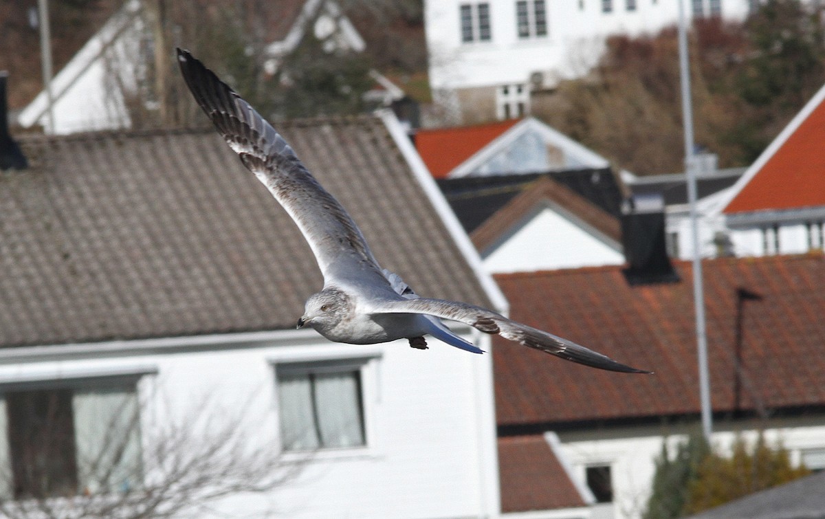American Herring Gull - ML646821035