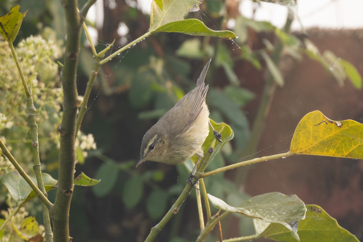 Dusky Warbler - ML646821044