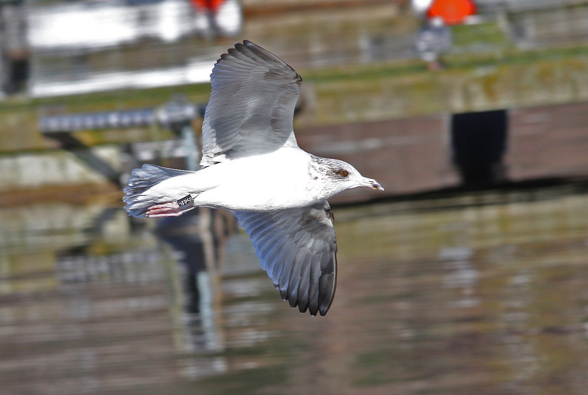 American Herring Gull - ML646821046