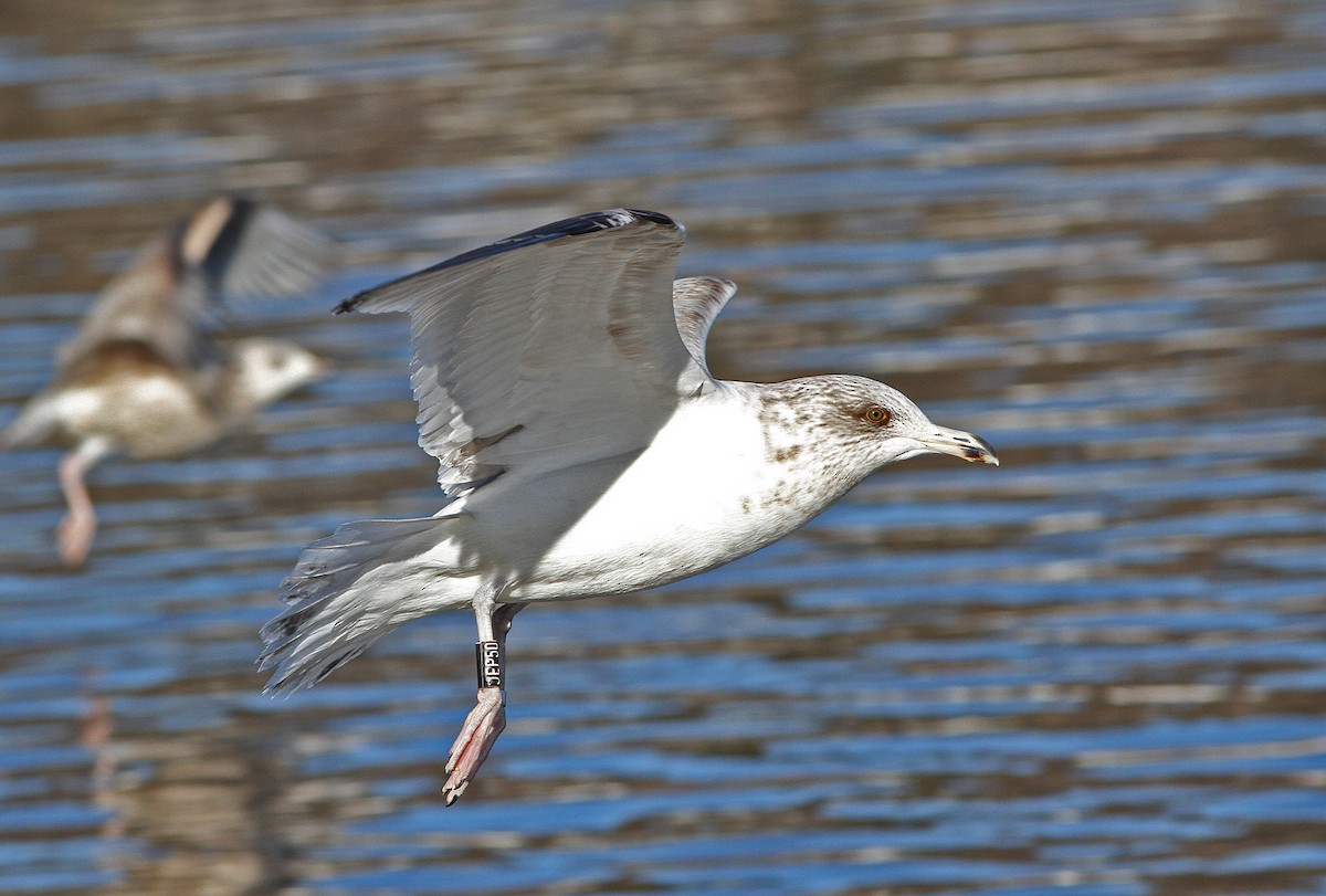 American Herring Gull - ML646821053