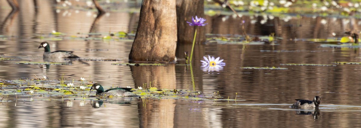 grønndvergand - ML646821054