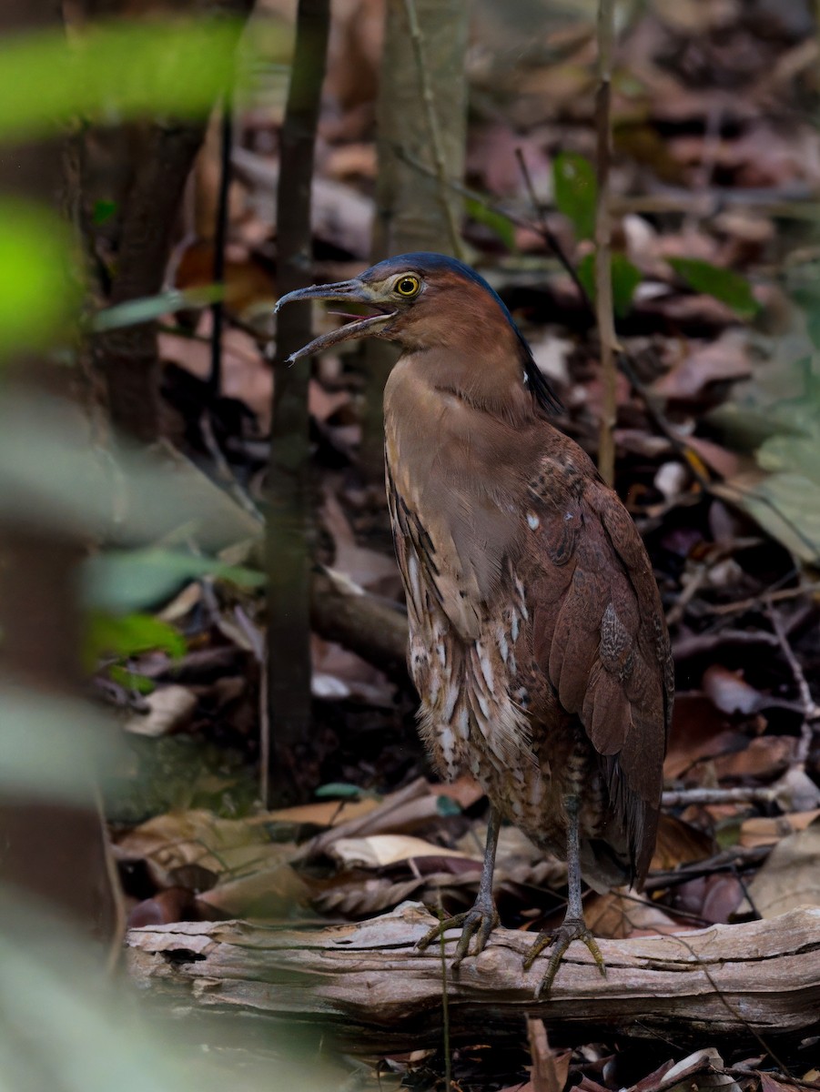 Malayan Night Heron - ML646821056