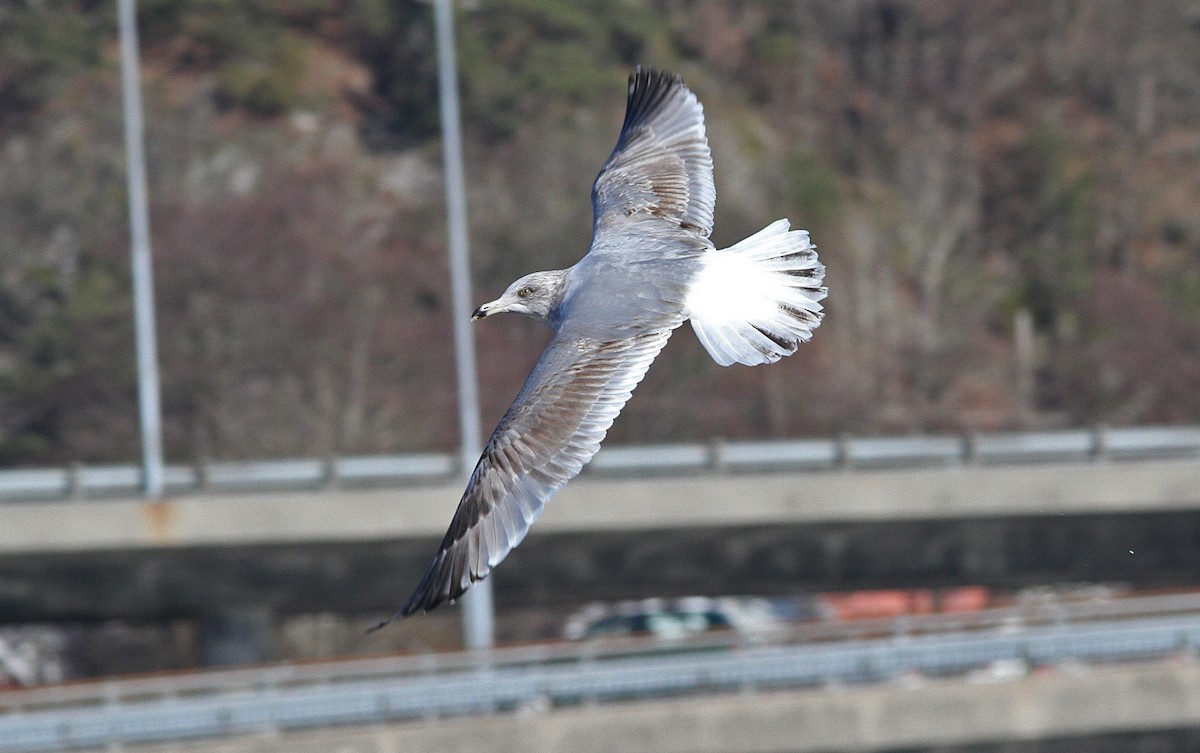 American Herring Gull - ML646821058