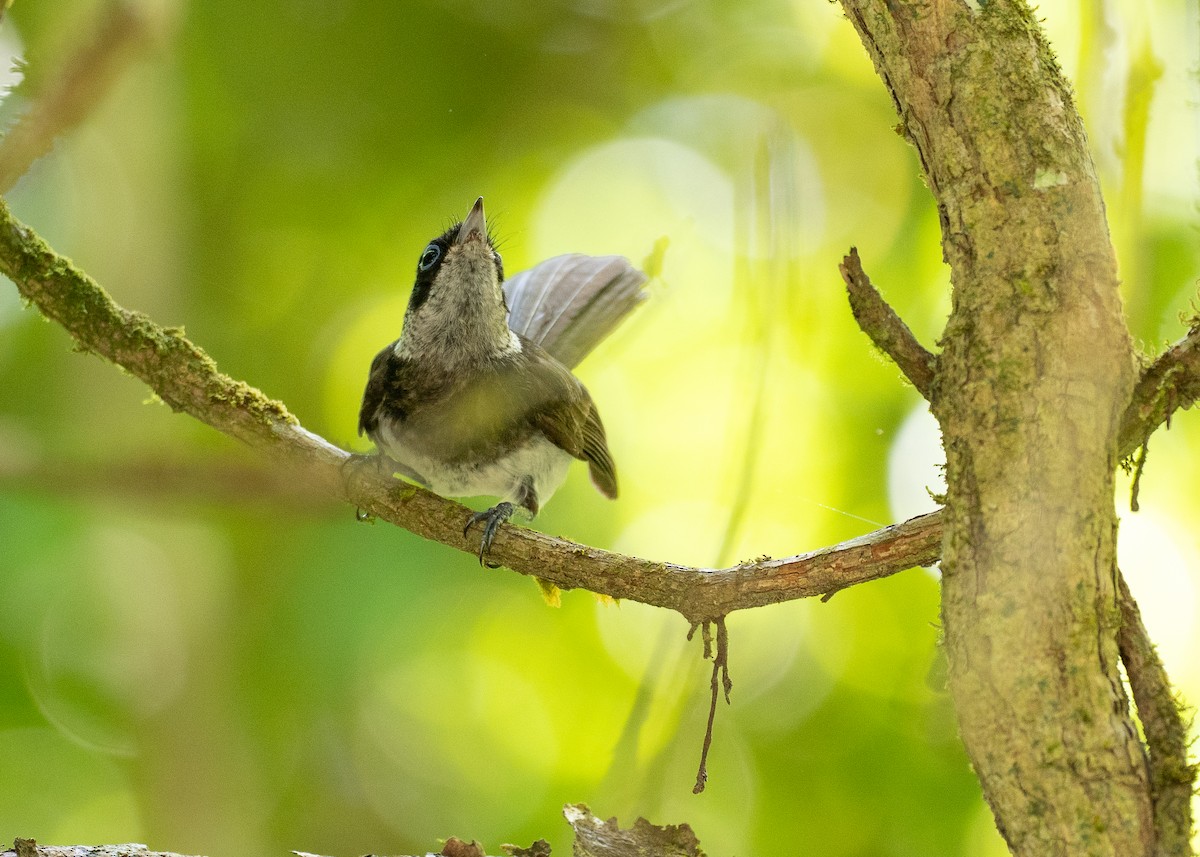 Pied Monarch - ML646821059