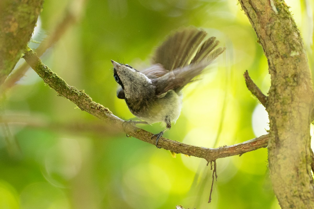 Pied Monarch - ML646821060