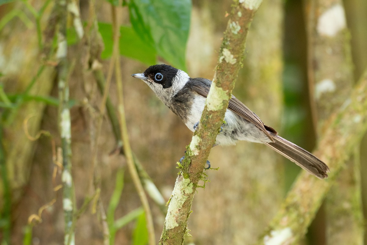 Pied Monarch - ML646821064
