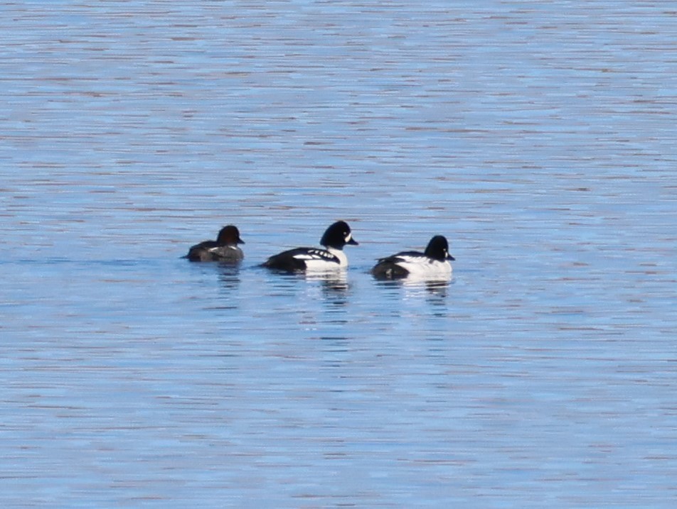 Barrow's Goldeneye - ML646821065