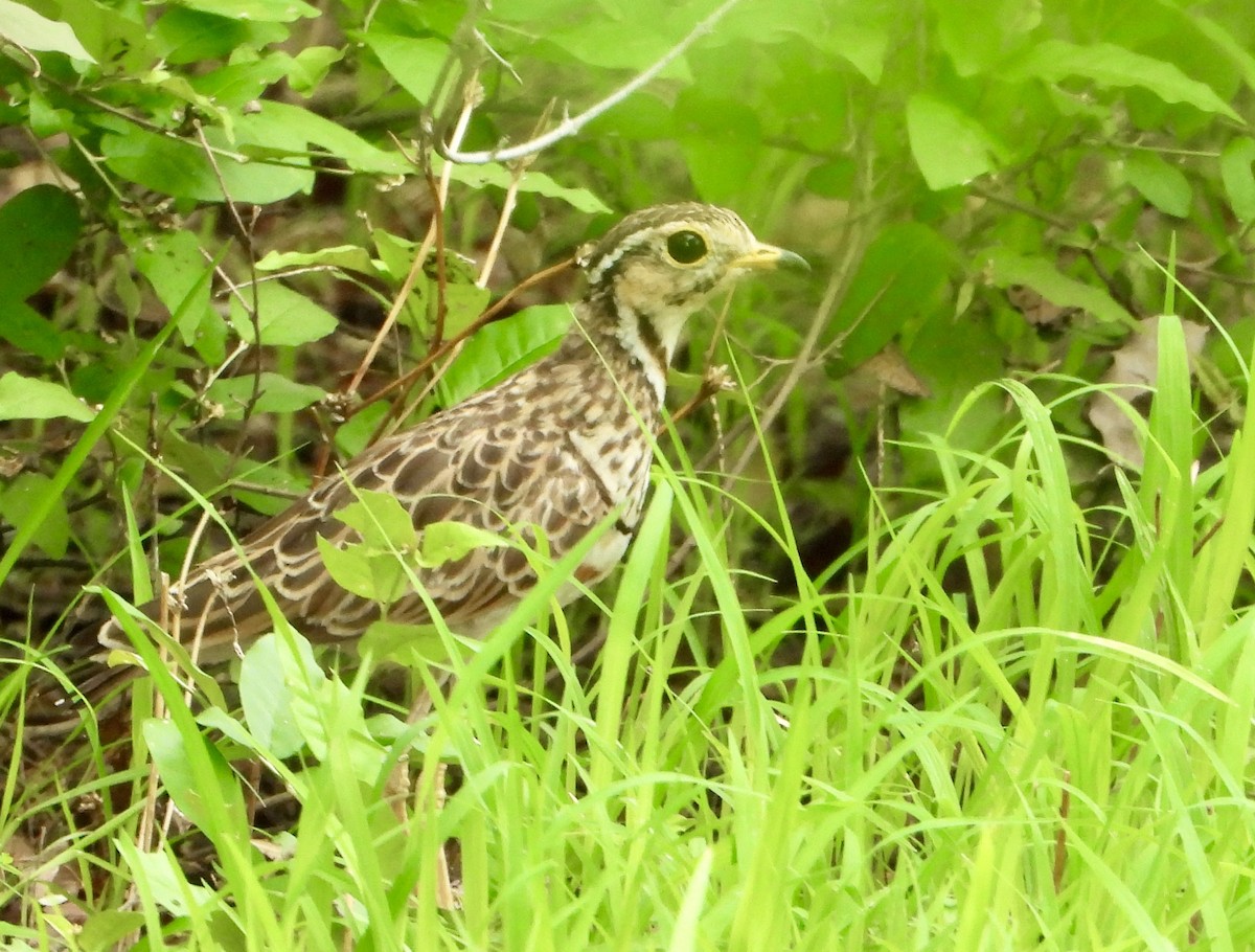 běhulík páskovaný - ML646821067