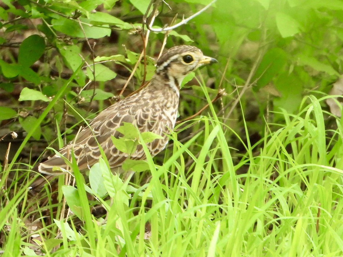 běhulík páskovaný - ML646821068