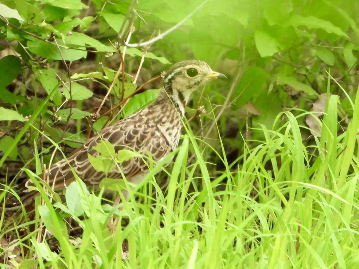 běhulík páskovaný - ML646821069