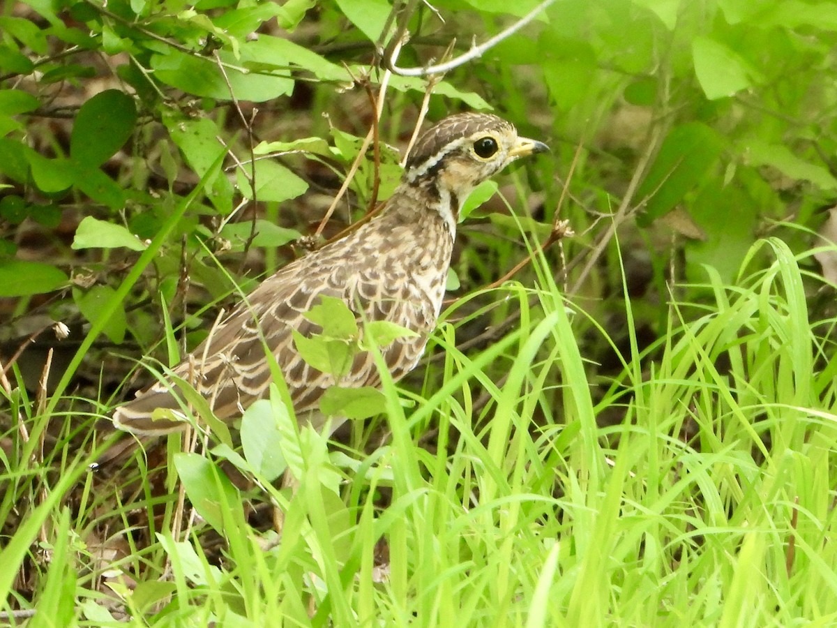 běhulík páskovaný - ML646821070