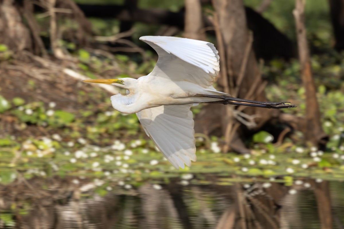 egretthegre (modesta) - ML646821071