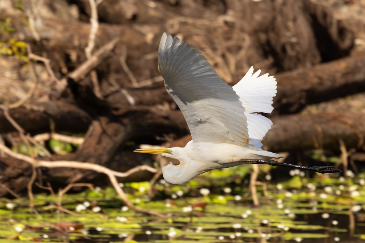 egretthegre (modesta) - ML646821072