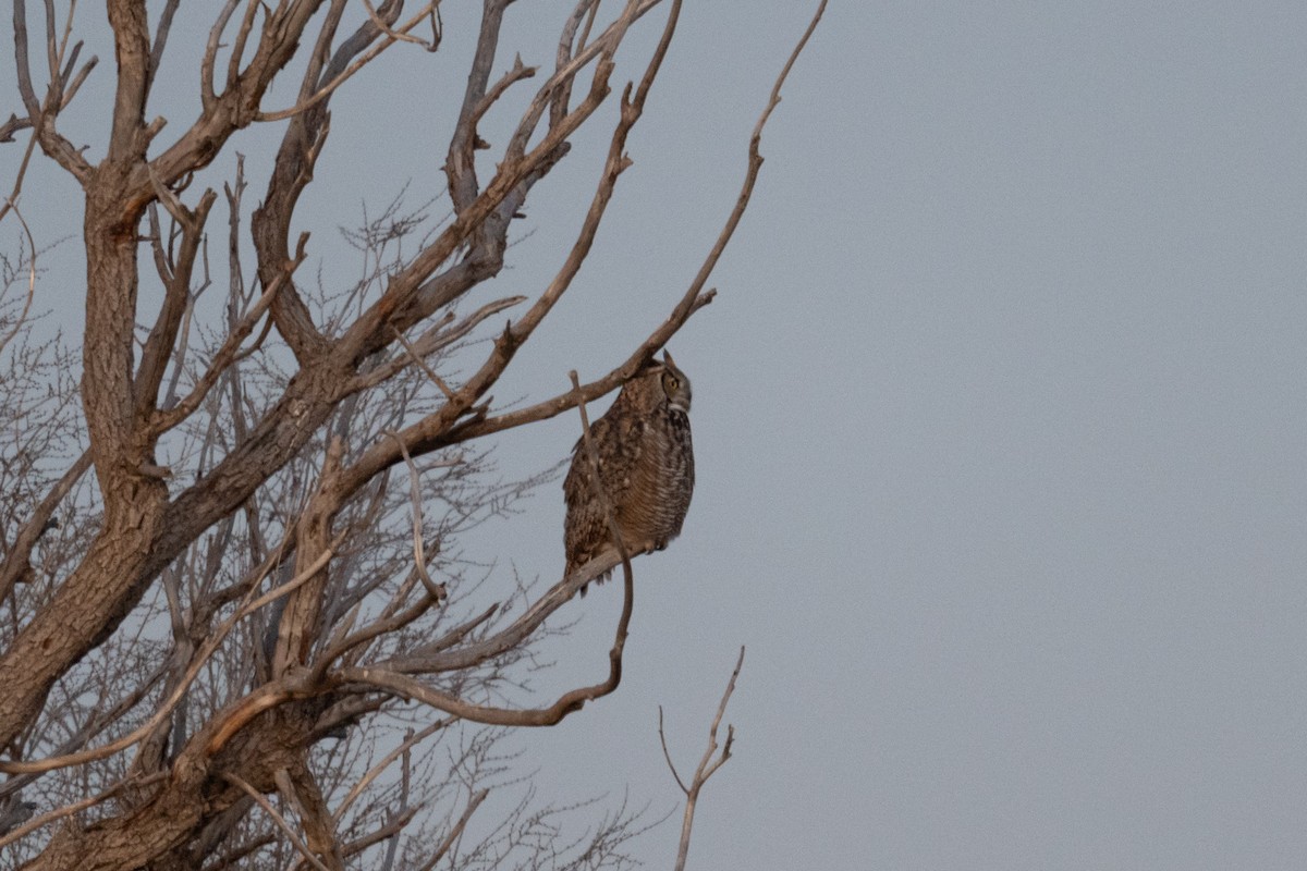 Hontz virginiarra - ML646821073