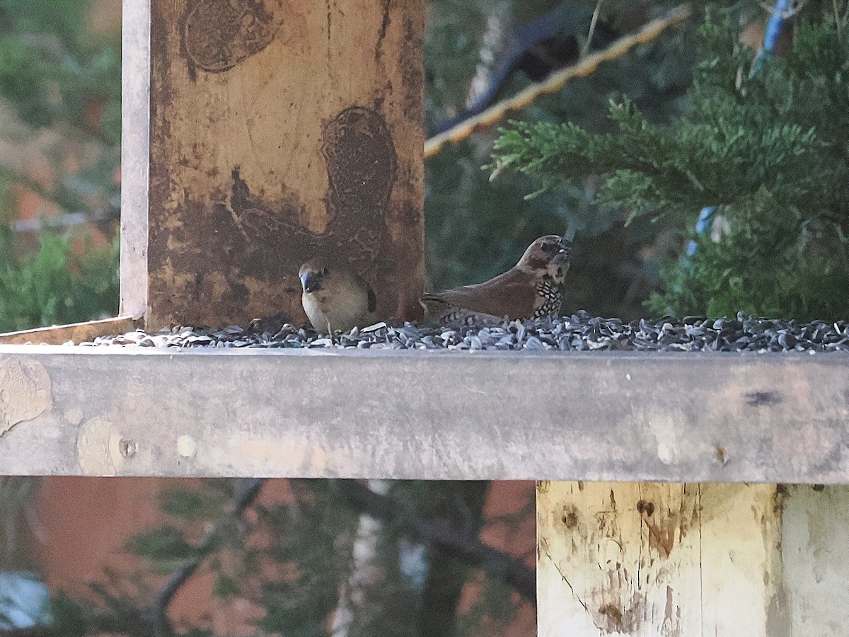 Scaly-breasted Munia - ML646821074