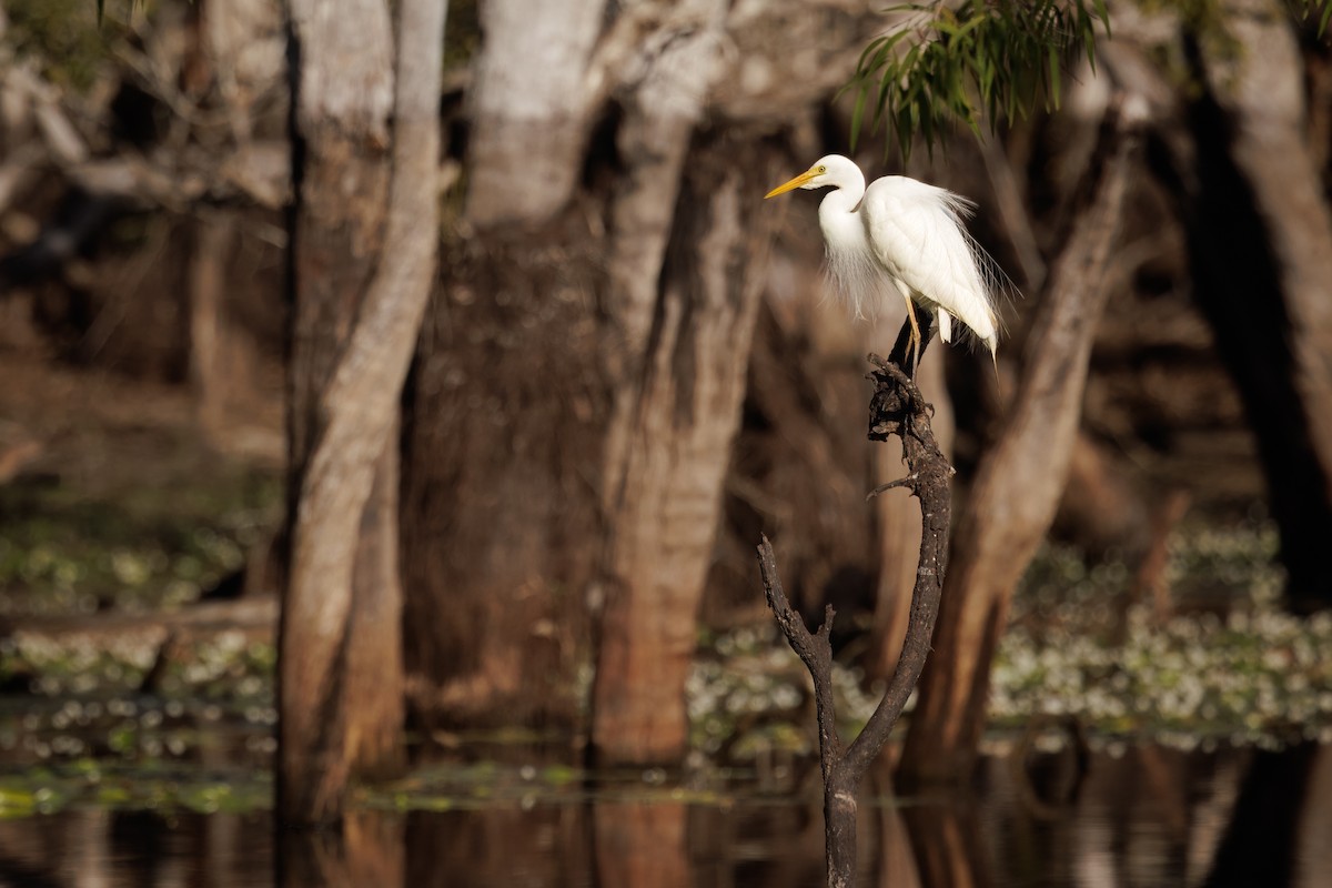 brudehegre - ML646821075