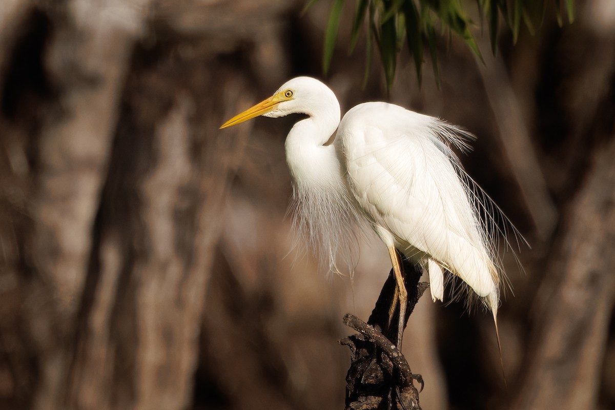 brudehegre - ML646821076