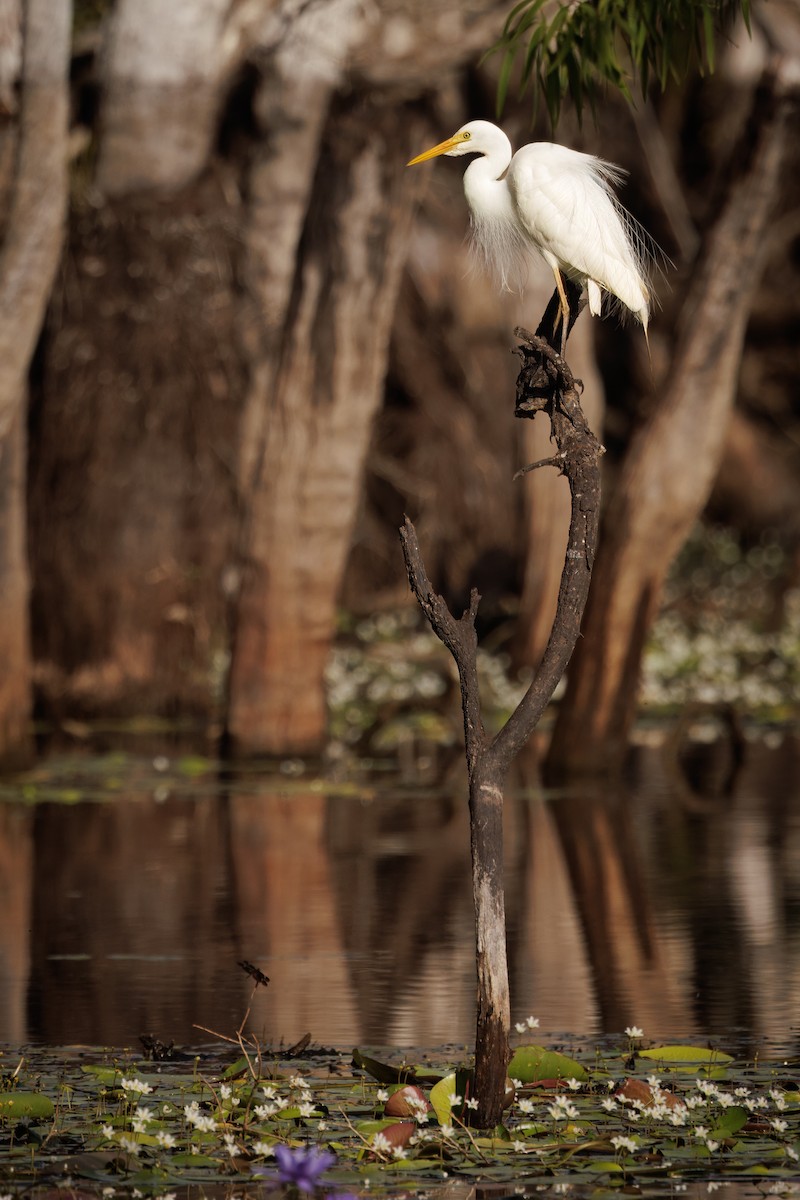 brudehegre - ML646821077