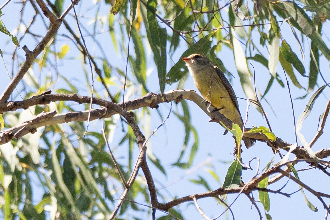 Lemon-bellied Flyrobin - ML646821079