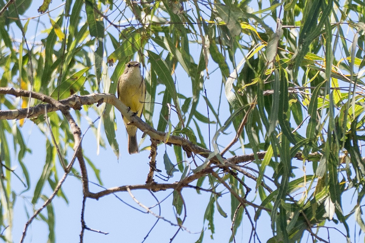 Lemon-bellied Flyrobin - ML646821080