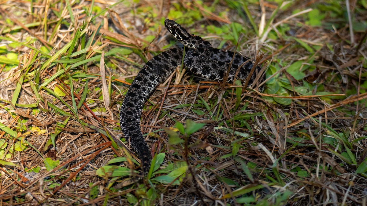 Dusky Pygmy Rattlesnake - ML646821081