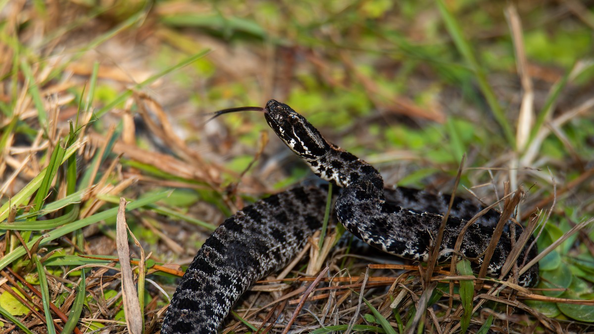 Dusky Pygmy Rattlesnake - ML646821082