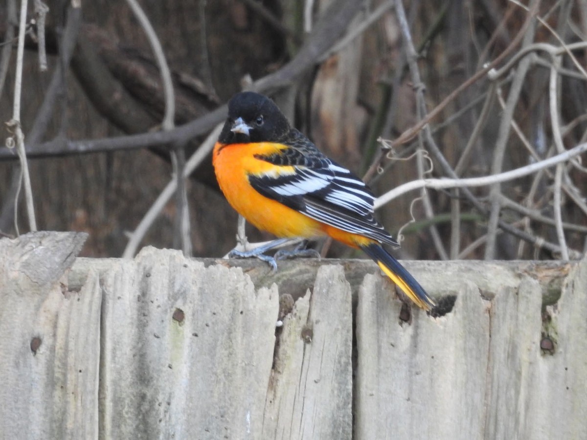 ボルチモアムクドリモドキ - ML646821084