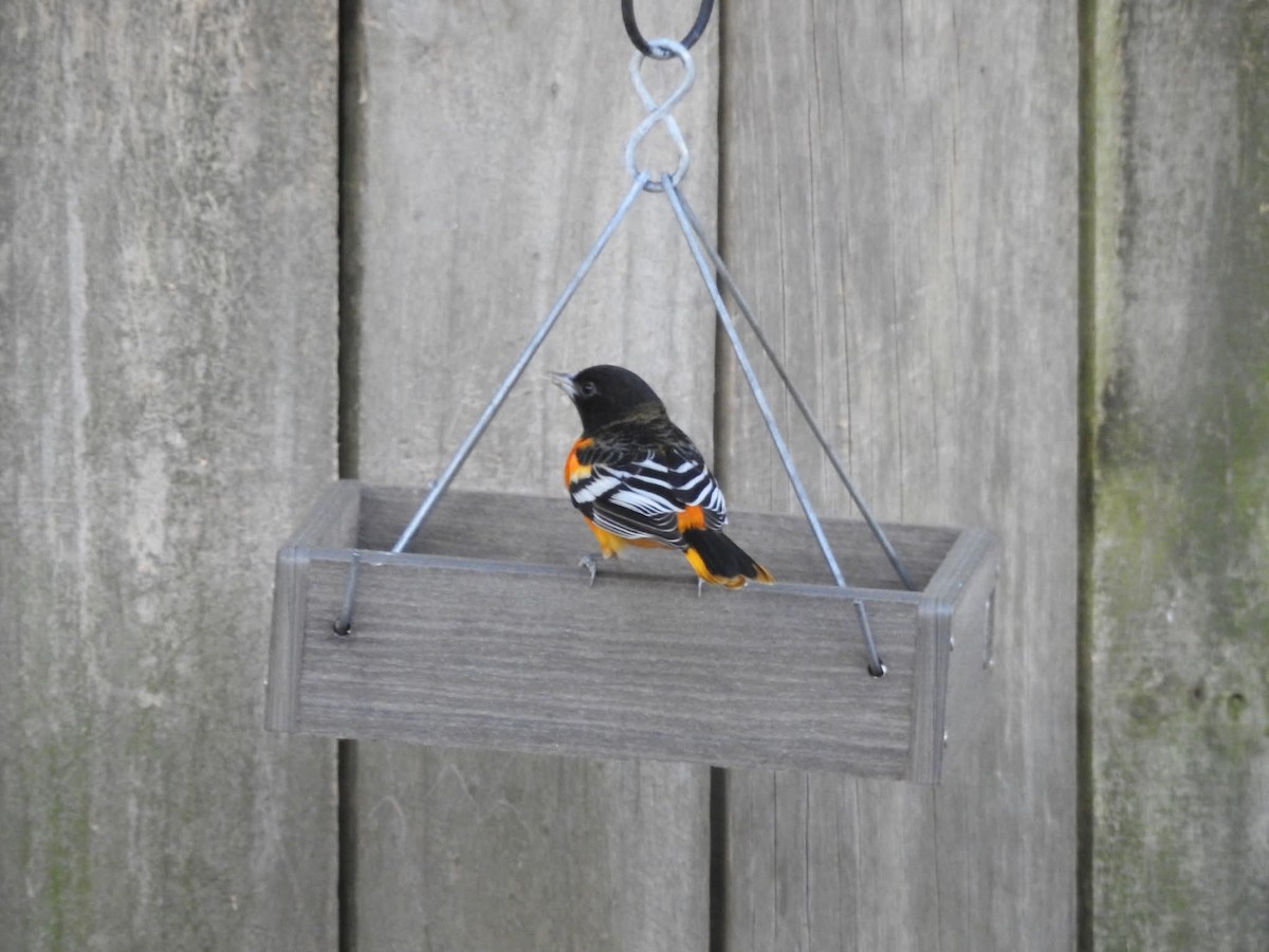 ボルチモアムクドリモドキ - ML646821085