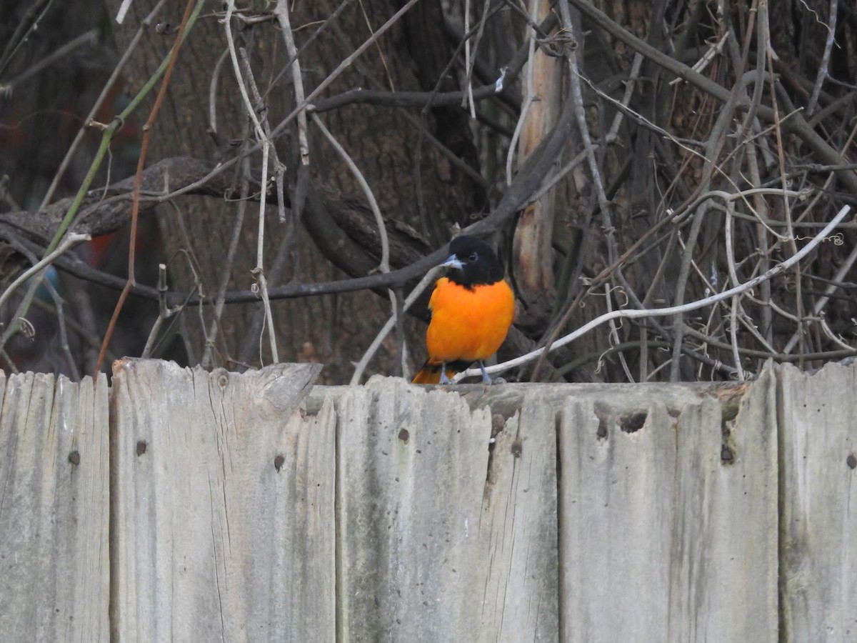 ボルチモアムクドリモドキ - ML646821086