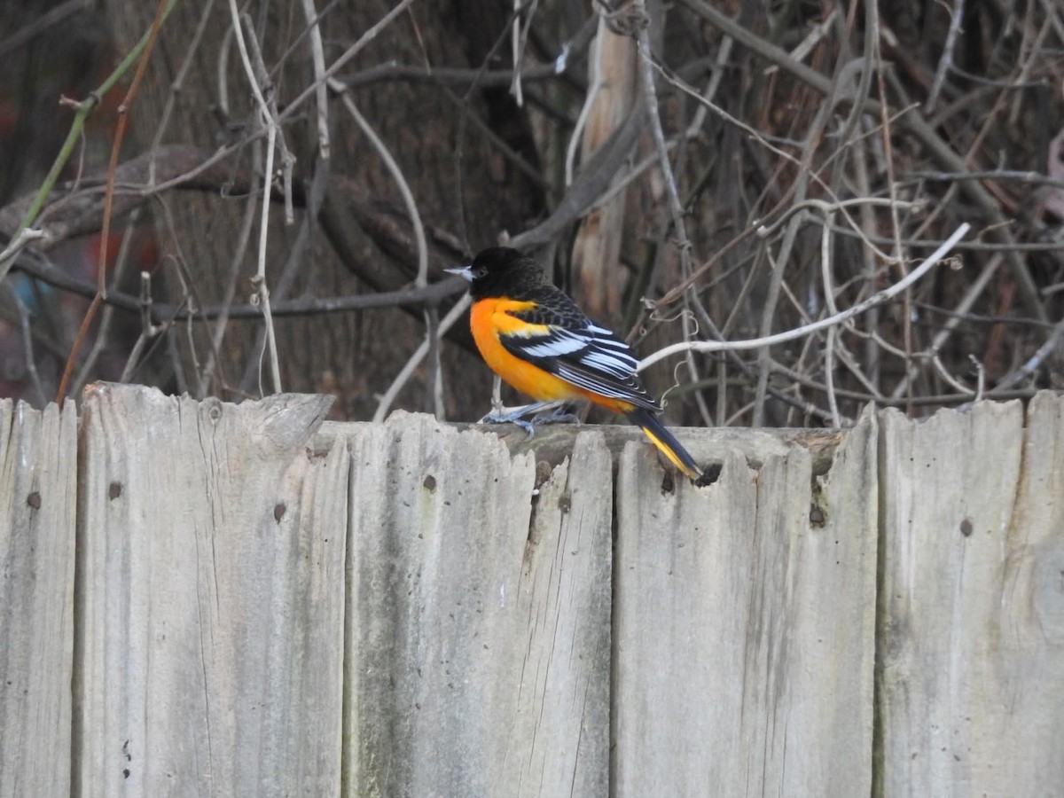 ボルチモアムクドリモドキ - ML646821087