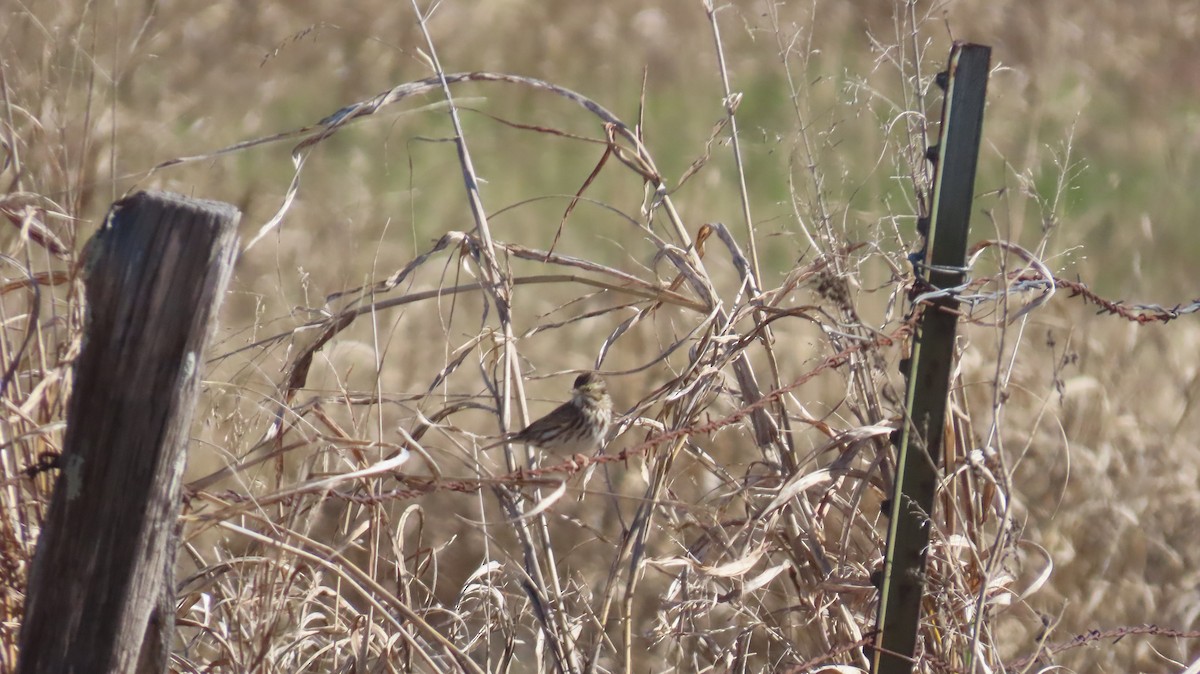 Savannah Sparrow (Savannah) - ML646821088