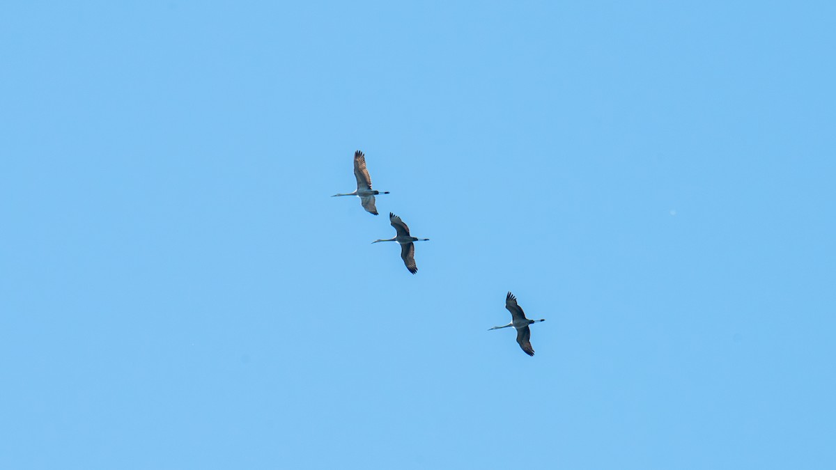 Sandhill Crane - ML646821089