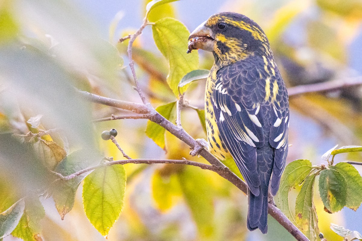 Spot-winged Grosbeak - ML646821090