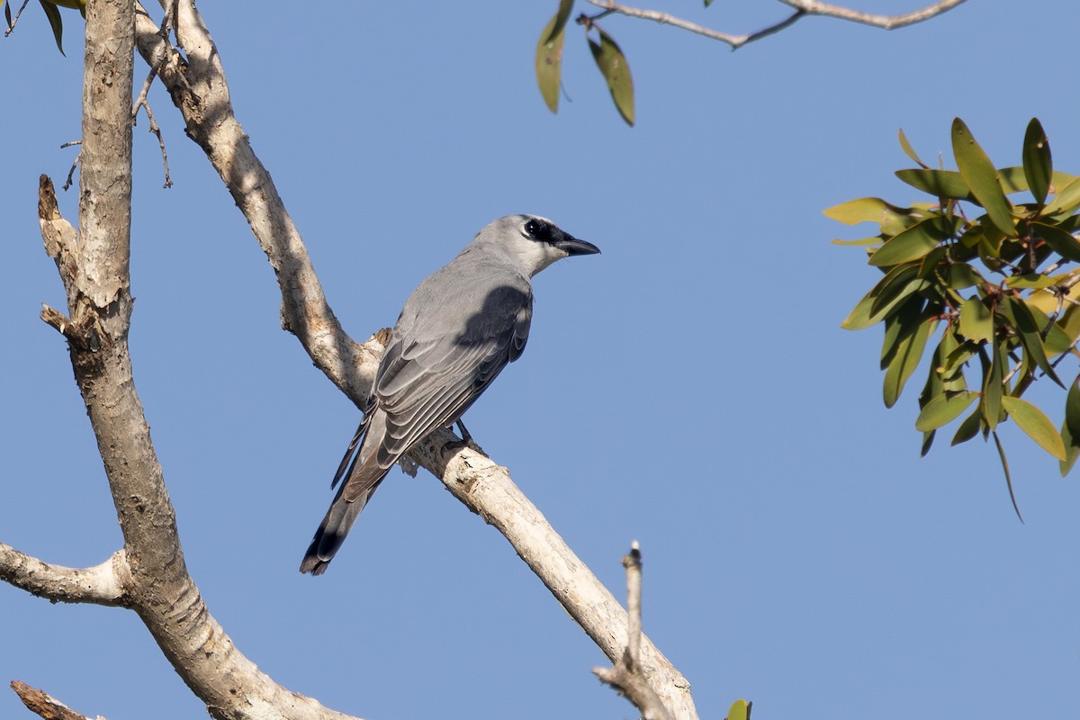 hvitbuklarveeter - ML646821091