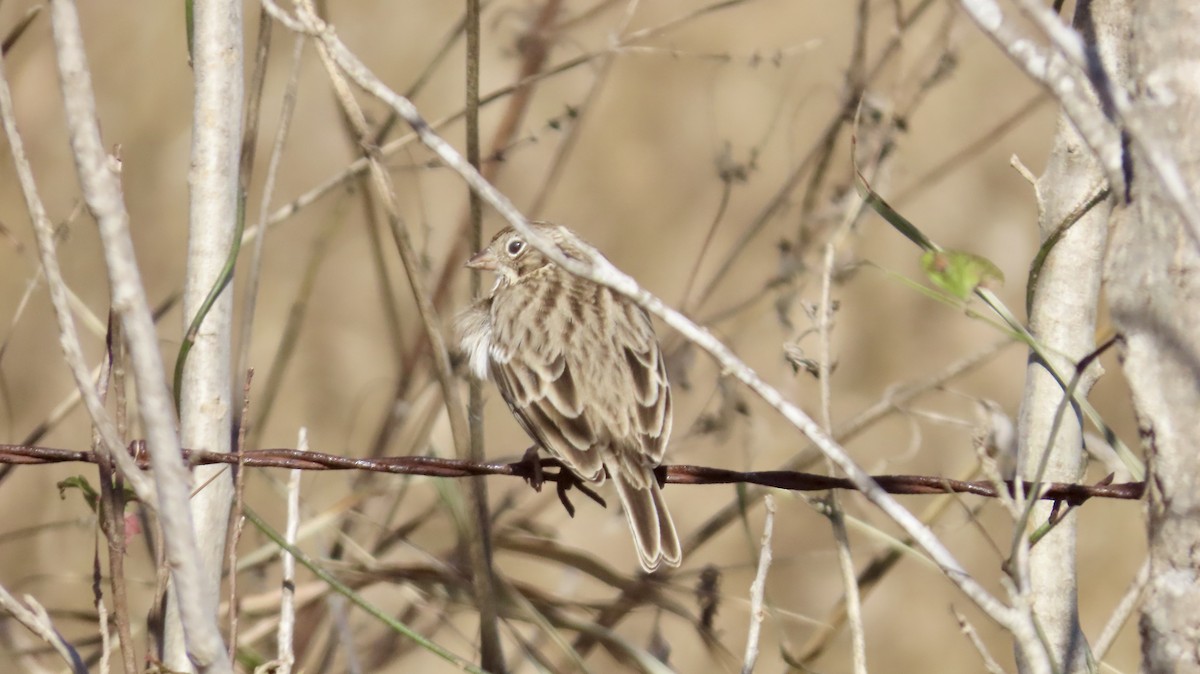 Vesper Sparrow - ML646821092