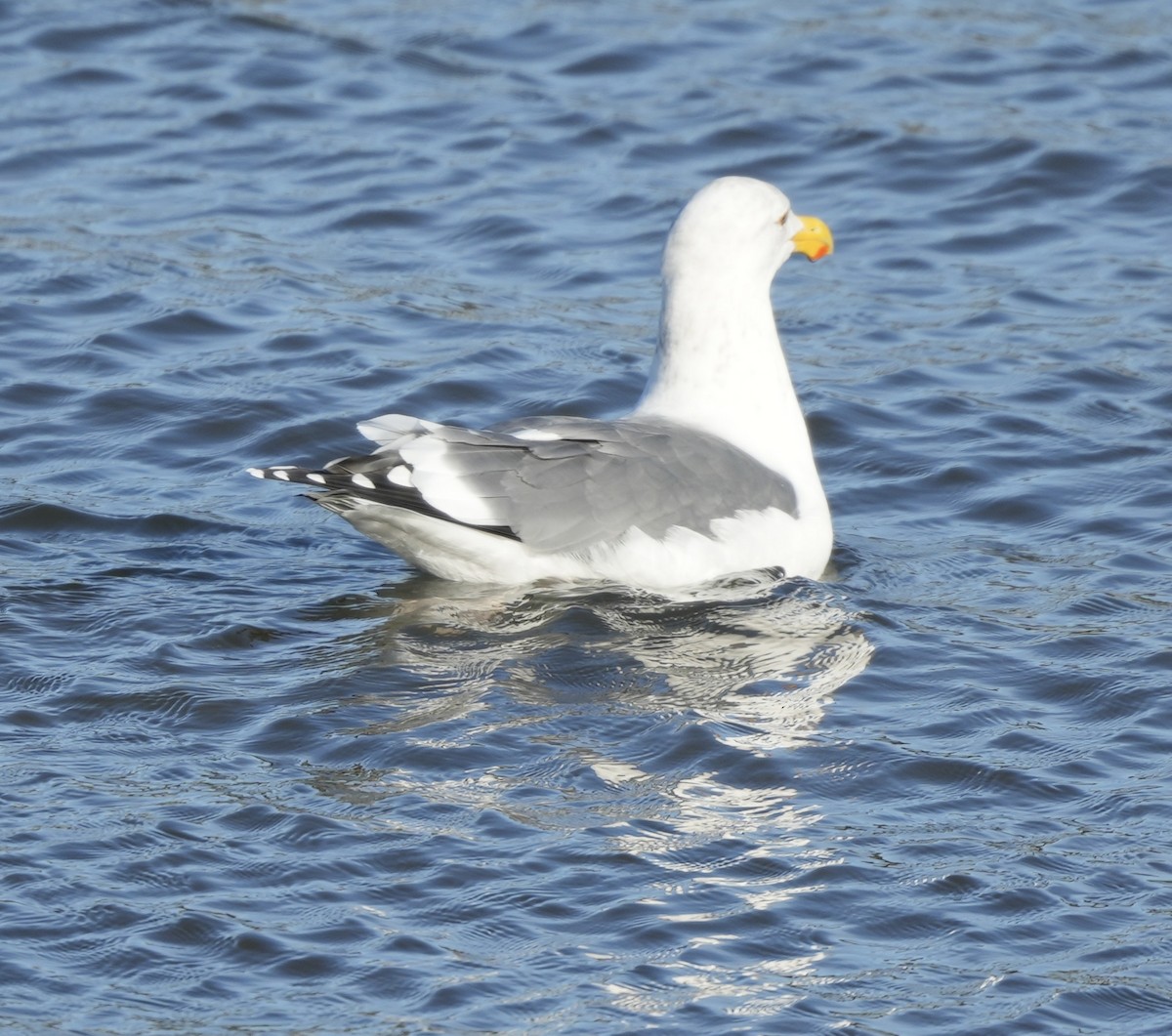 Batı Amerika Martısı - ML646821095